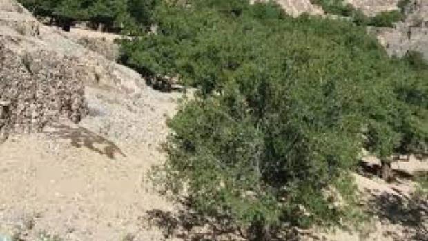 تدشين زراعة اللوز والبن بمحمّية الحرف في بني مطر بصنعاء