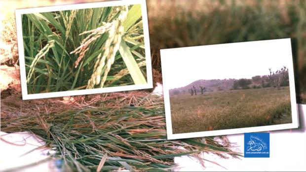 عودة زراعة الأرز في أسلم بحجة ترسم ملامح الاكتفاء الذاتي